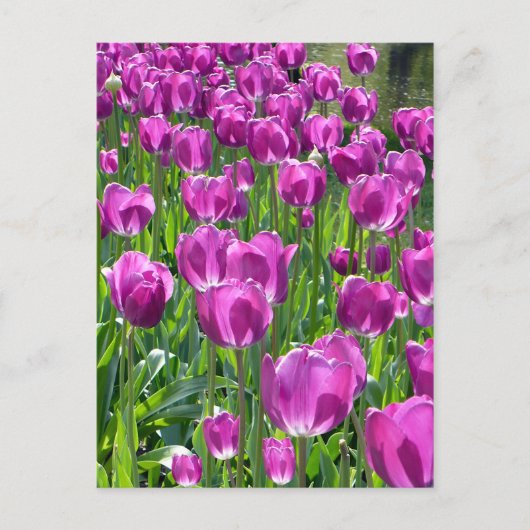 Paars Tulpen Briefkaart (Voorkant)