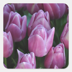 Paars tulpen vierkante sticker