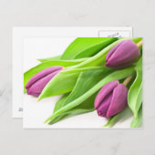 Paars TulpenBriefkaart Briefkaart (Voorkant / Achterkant)