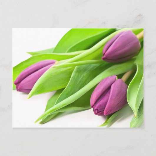 Paars TulpenBriefkaart Briefkaart (Voorkant)