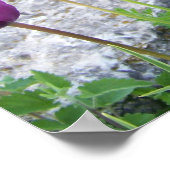 Paars TulpenPoster Poster (Hoek)