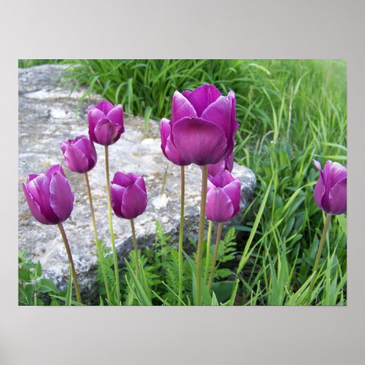 Paars TulpenPoster Poster (Voorkant)