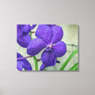 Paars vanda orchid canvas afdruk