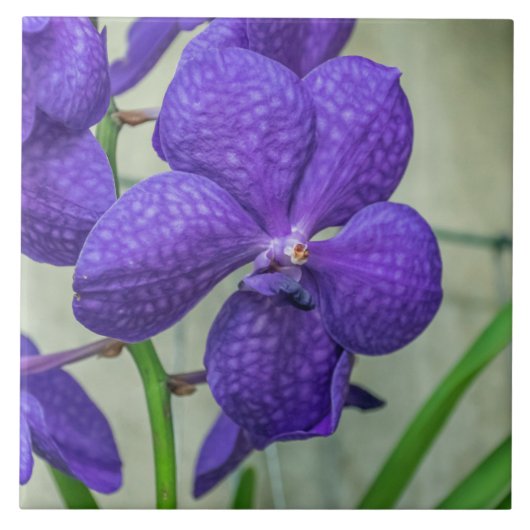 Paars vanda orchideeën keramische tegel tegeltje (Voorkant)
