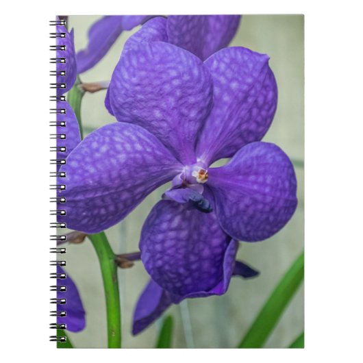 Paars vanda orchideeën notitieboek (Voorkant)