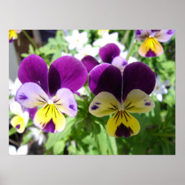 Paars Viola Pansy Spring Garden Flowers Poster
