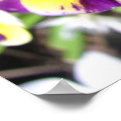Paars Viola Pansy Spring Garden Flowers Poster (Hoek)