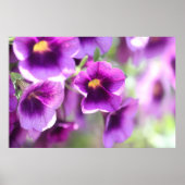 Paars Violet Wall Poster (Voorkant)