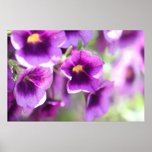 Paars Violet Wall Poster