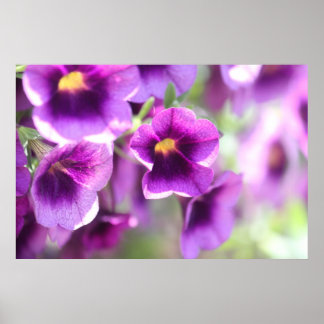 Paars Violet Wall Poster