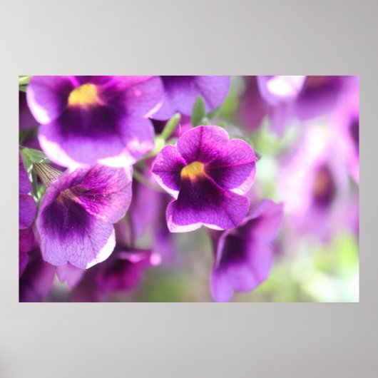 Paars Violet Wall Poster (Voorkant)