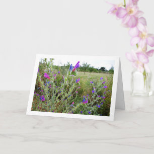 Paars Viper's buggloss, Echium Plant Kaart