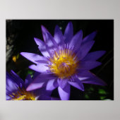 Paars Water Lily Poster (Voorkant)