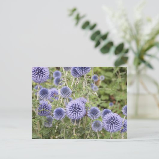 Paars Wereldbol Thistles in een Zwitserse tuin Briefkaart (Staand voorkant)