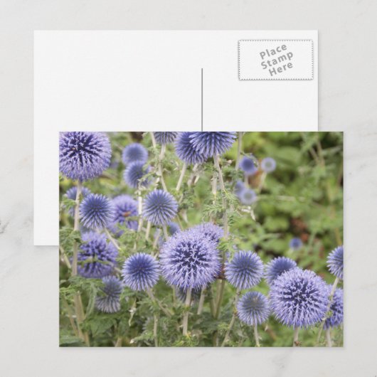 Paars Wereldbol Thistles in een Zwitserse tuin Briefkaart (Voorkant / Achterkant)