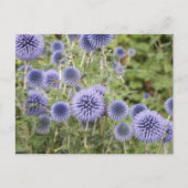 Paars Wereldbol Thistles in een Zwitserse tuin Briefkaart (Voorkant)
