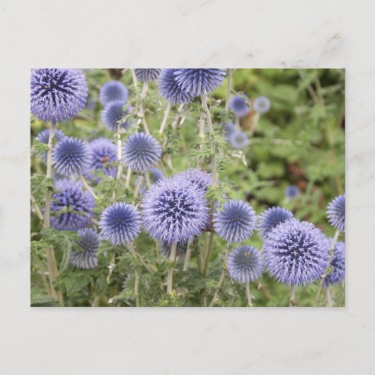Paars Wereldbol Thistles in een Zwitserse tuin Briefkaart (Voorkant)