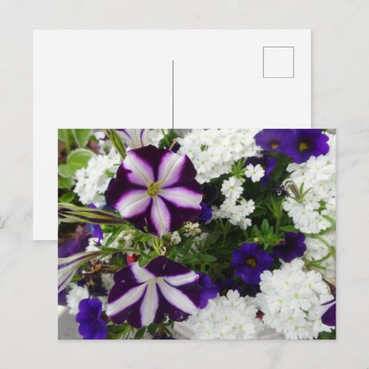 Paars-White Blue Flowers DIY Briefkaart (Voorkant / Achterkant)