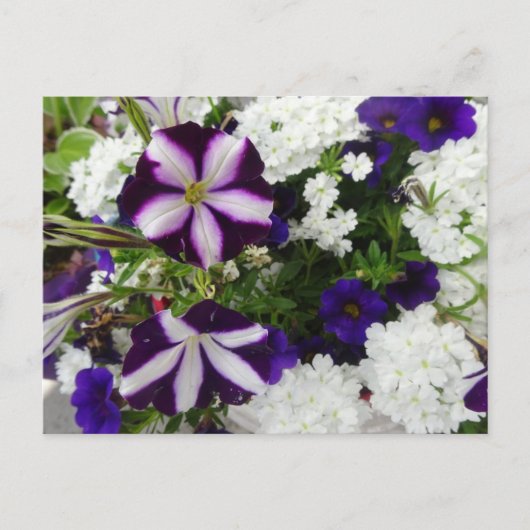 Paars-White Blue Flowers DIY Briefkaart (Voorkant)