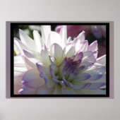 Paars-White Dahlia Flower Poster (Voorkant)