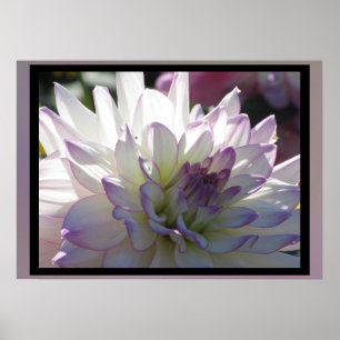 Paars-White Dahlia Flower Poster