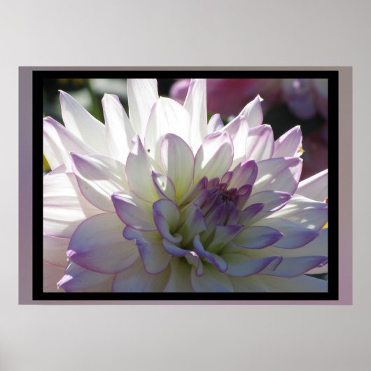 Paars-White Dahlia Flower Poster (Voorkant)