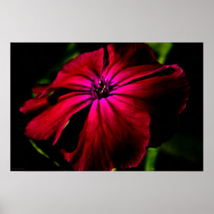 Paars Wild Flower wapn. Poster