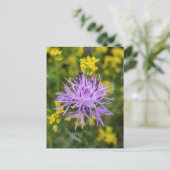 Paars Wilde Briefkaart van gepotte Knapweed (Staand voorkant)