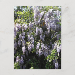 Paars Wisteria Flowers Wildbloemen Foto Briefkaart
