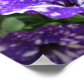 paars, wit, petunia, bloem, natuur, zomer, poster (Hoek)