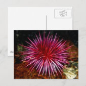 Paars Zee Urchin Briefkaart (Voorkant / Achterkant)