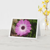 Paarse African Daisy Flower Kaart (Gele Bloem)