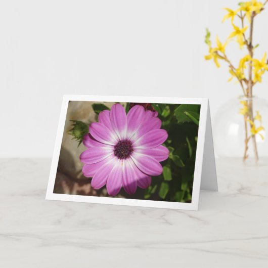 Paarse African Daisy Flower Kaart (Gele Bloem)
