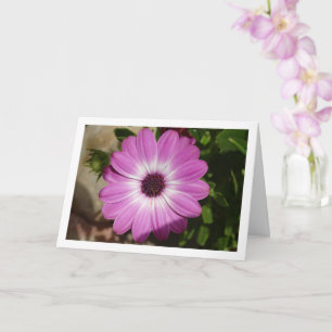 Paarse African Daisy Flower Kaart