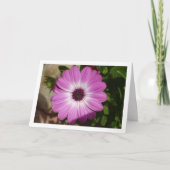 Paarse African Daisy Flower Kaart (Voorkant)