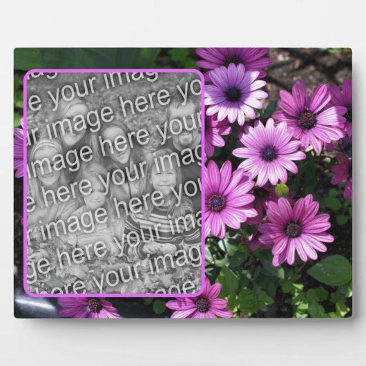 Paarse African Daisy Flowers Voeg je eigen foto to Fotoplaat (Voorkant)