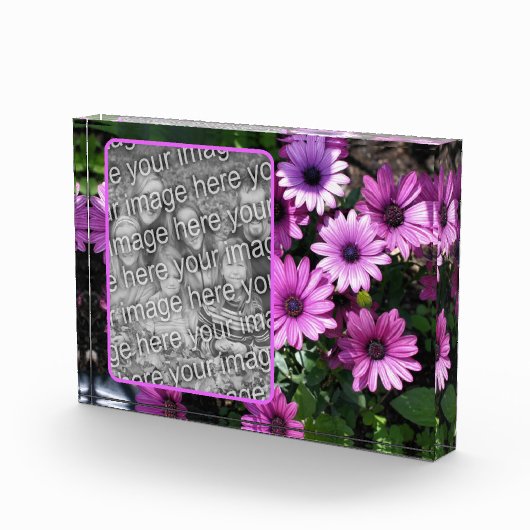 Paarse African Daisy Flowers Voeg je eigen Fotoblokken (Rechts)