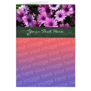 Paarse Afrikaanse Daisies Floral-fotokaart