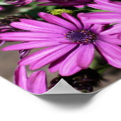 Paarse Afrikaanse Daisies Flower Poster (Hoek)