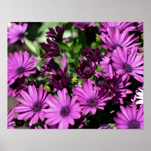 Paarse Afrikaanse Daisies Flower Poster (Voorkant)