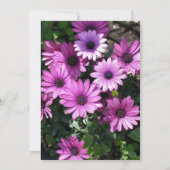 Paarse Afrikaanse Daisies Flower Wedding Invitatio Kaart (Achterkant)