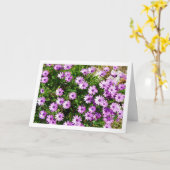 Paarse Afrikaanse Daisies Kaart (Gele Bloem)