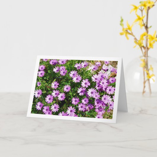 Paarse Afrikaanse Daisies Kaart (Gele Bloem)