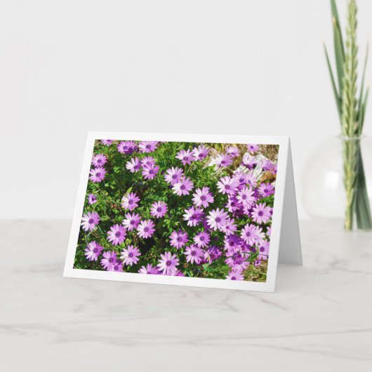 Paarse Afrikaanse Daisies Kaart (Voorkant)