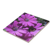 Paarse Afrikaanse Daisies Tegeltje (Zijkant)