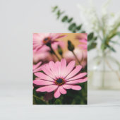 Paarse Afrikaanse Daisy Briefkaart (Staand voorkant)