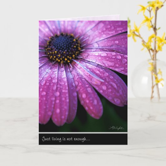 Paarse Afrikaanse Daisy, door Anna Wight Kaart (Gele Bloem)