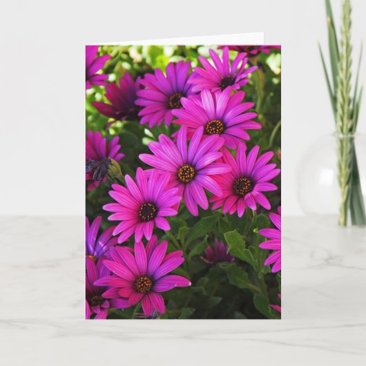 Paarse Afrikaanse Daisy Feestdagen Kaart (Voorkant)