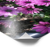 Paarse Afrikaanse Daisy Flowers 8x10 Foto Afdruk (Hoek)