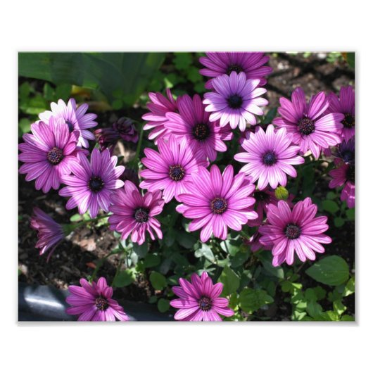 Paarse Afrikaanse Daisy Flowers 8x10 Foto Afdruk (Voorkant)